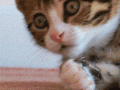 e7b154aa141751593736399568_700wa_0.gif